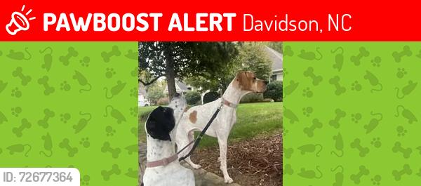 Lost Male Dog last seen Lynbrook and Davidson Concord Road , Davidson, NC 28036