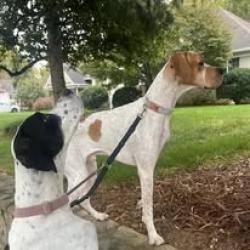 Lost Male Dog last seen Lynbrook and Davidson Concord Road , Davidson, NC 28036