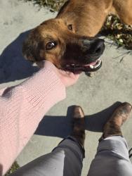 Found/Stray Female Dog last seen Mission Del Lago, San Antonio, TX 78221