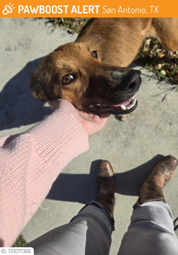 Found/Stray Female Dog last seen Mission Del Lago, San Antonio, TX 78221