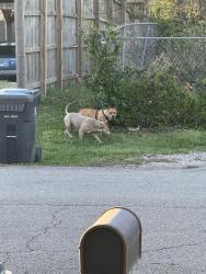 Found/Stray Female Dog last seen  is the nearest cross street , Knoxville, TN 37921