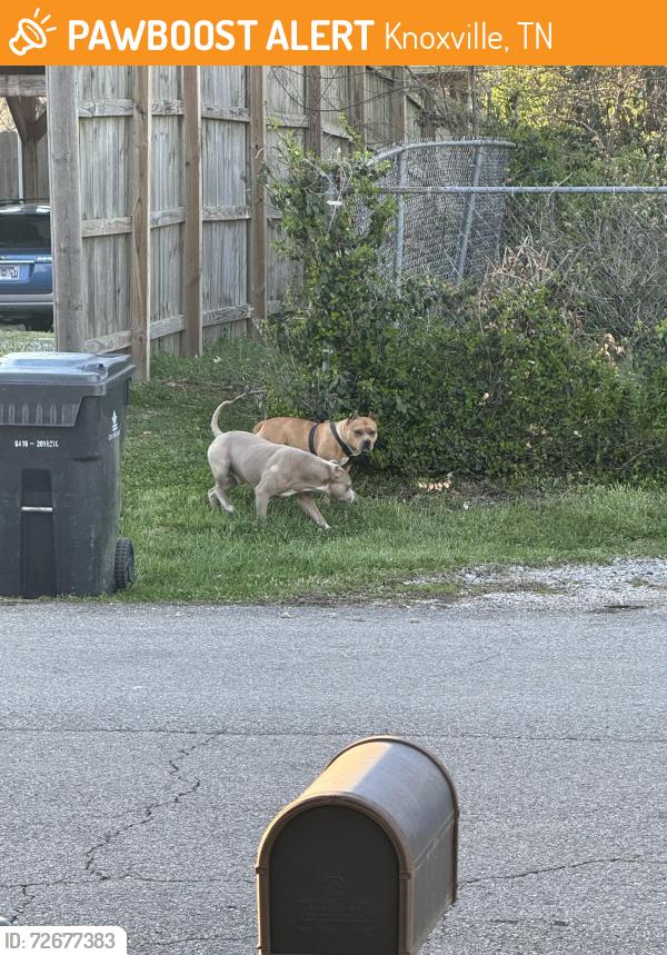 Found/Stray Female Dog last seen  is the nearest cross street , Knoxville, TN 37921