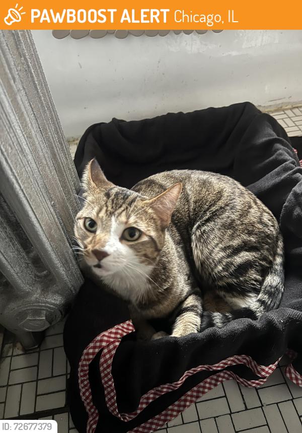 Found/Stray Male Cat last seen Keystone and Irving park road , Chicago, IL 60641