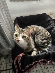 Found/Stray Male Cat last seen Keystone and Irving park road , Chicago, IL 60641