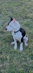 Lost Male Dog last seen Young st, DeSoto, TX 75115