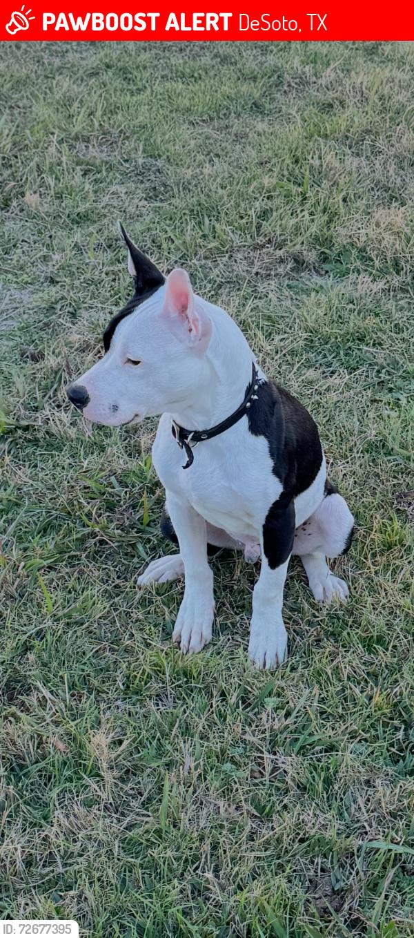 Lost Male Dog last seen Young st, DeSoto, TX 75115