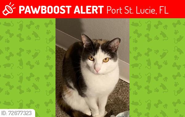 Lost Female Cat last seen North West Denmore Lane Port Saint Lucie, FL , Port St. Lucie, FL 34983