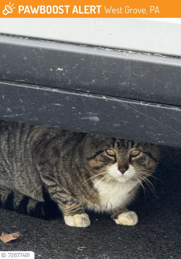 Found/Stray Unknown Cat last seen Kelton rd, West Grove, PA 19390