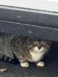 Found/Stray Unknown Cat last seen Kelton rd, West Grove, PA 19390