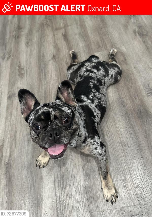 Lost Male Dog last seen Bard/Saviers South Oxnard library , Oxnard, CA 93033