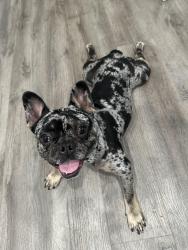 Lost Male Dog last seen Bard/Saviers South Oxnard library , Oxnard, CA 93033