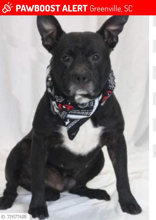 Lost Male Dog last seen East North/ Greenline , Greenville, SC 29607