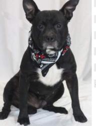 Lost Male Dog last seen East North/ Greenline , Greenville, SC 29607