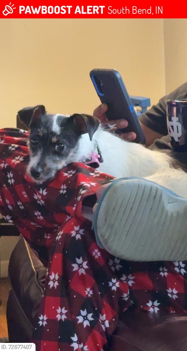 Lost Female Dog last seen Behind the starbucks, South Bend, IN 46635