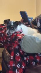 Lost Female Dog last seen Behind the starbucks, South Bend, IN 46635