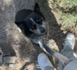 Lost Female Dog last seen Del Norte Drive SW and Del Rio Road SW off of Rio Bravo Blvd SW, South Valley, NM 87105