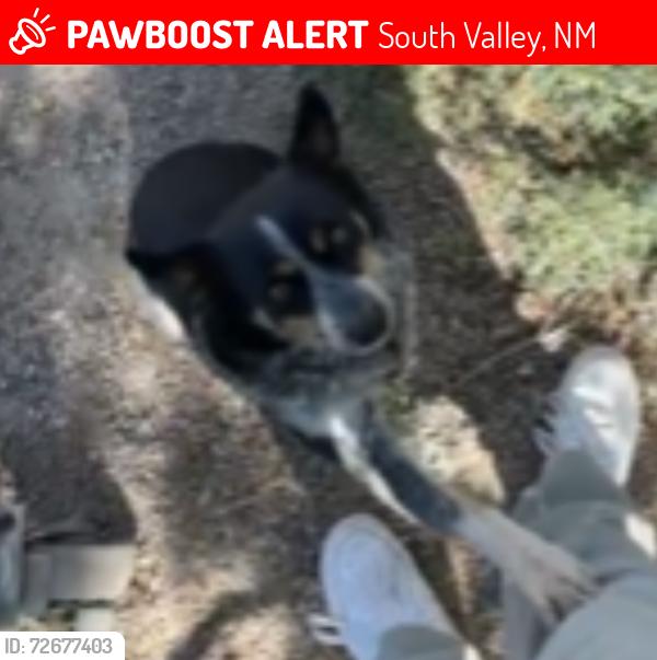 Lost Female Dog last seen Del Norte Drive SW and Del Rio Road SW off of Rio Bravo Blvd SW, South Valley, NM 87105
