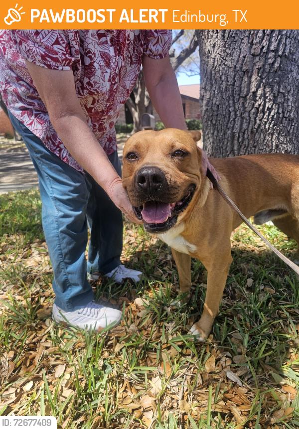Found/Stray Male Dog last seen Las Palmas Dr and Anacua, Edinburg, TX 78539