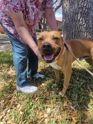 Found/Stray Male Dog last seen Las Palmas Dr and Anacua, Edinburg, TX 78539