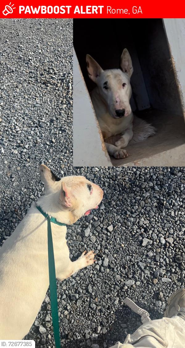 Lost Male Dog last seen by , Rome, GA 30161