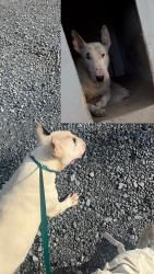 Lost Male Dog last seen by , Rome, GA 30161