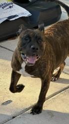 Lost Male Dog last seen Valley ranch/culebra, San Antonio, TX 78254