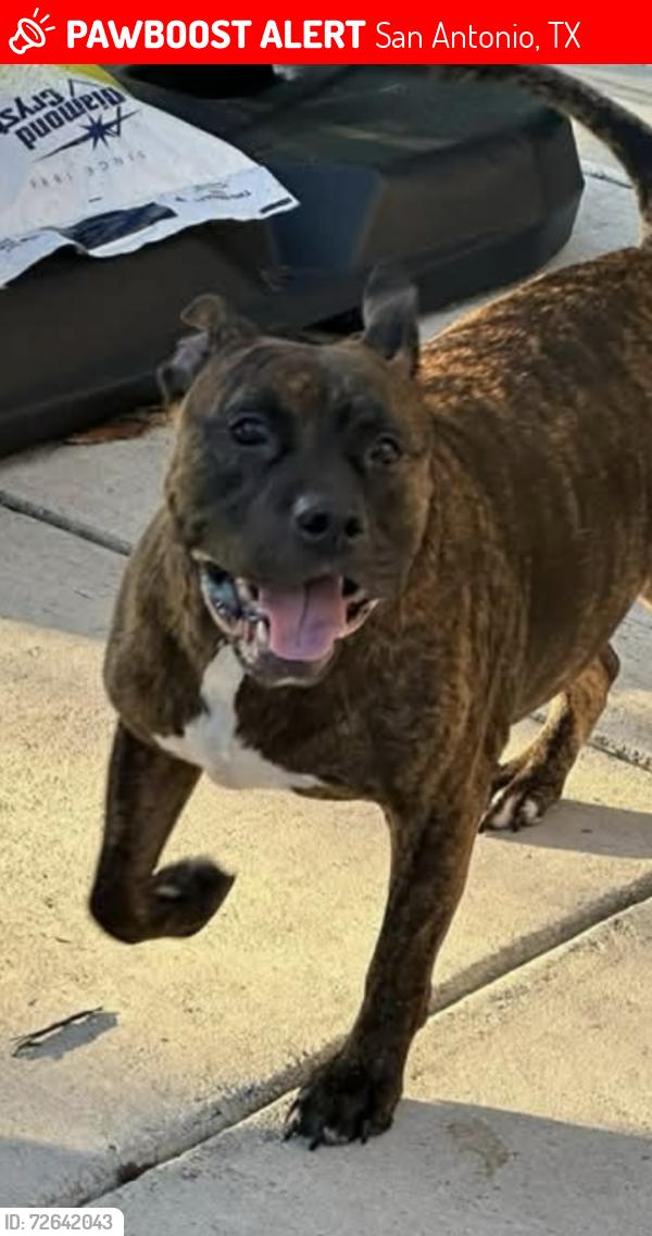 Lost Male Dog last seen Valley ranch/culebra, San Antonio, TX 78254