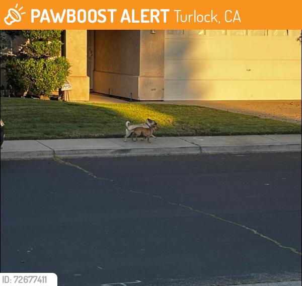 Found/Stray Male Dog last seen Fulkerth , Turlock, CA 95380