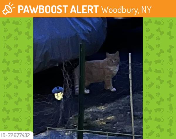 Found/Stray Unknown Cat last seen Methodist church on 32, Woodbury, NY 10930