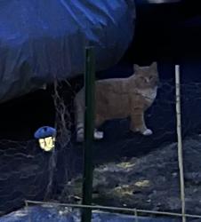 Found/Stray Unknown Cat last seen Methodist church on 32, Woodbury, NY 10930