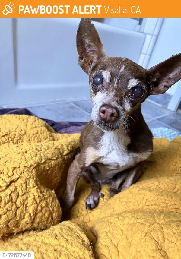 Found/Stray Female Dog last seen Simon and Vista Visalia CA , Visalia, CA 93292