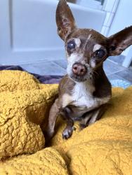 Found/Stray Female Dog last seen Simon and Vista Visalia CA , Visalia, CA 93292