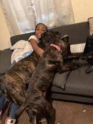 Lost Female Dog last seen Hillcrest and Pametto, Columbia, SC 29203