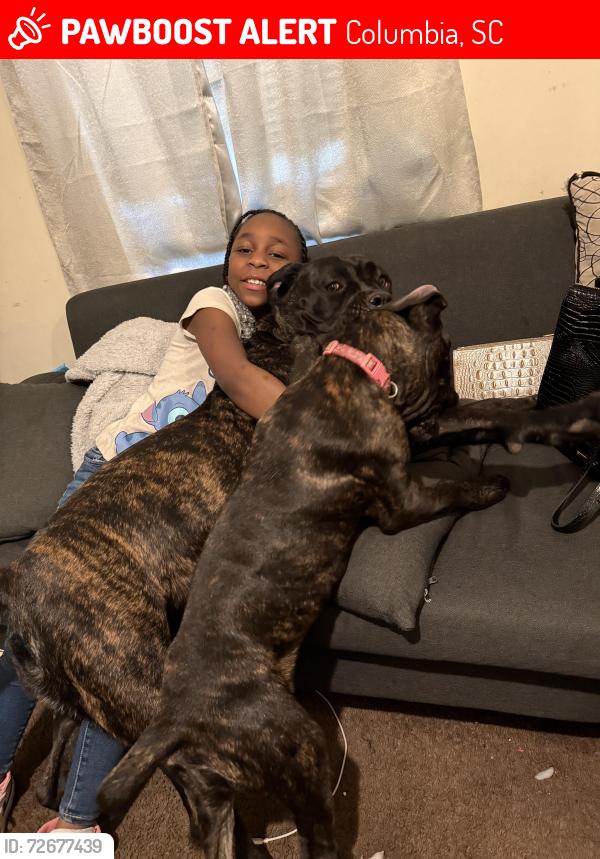 Lost Female Dog last seen Hillcrest and Pametto, Columbia, SC 29203