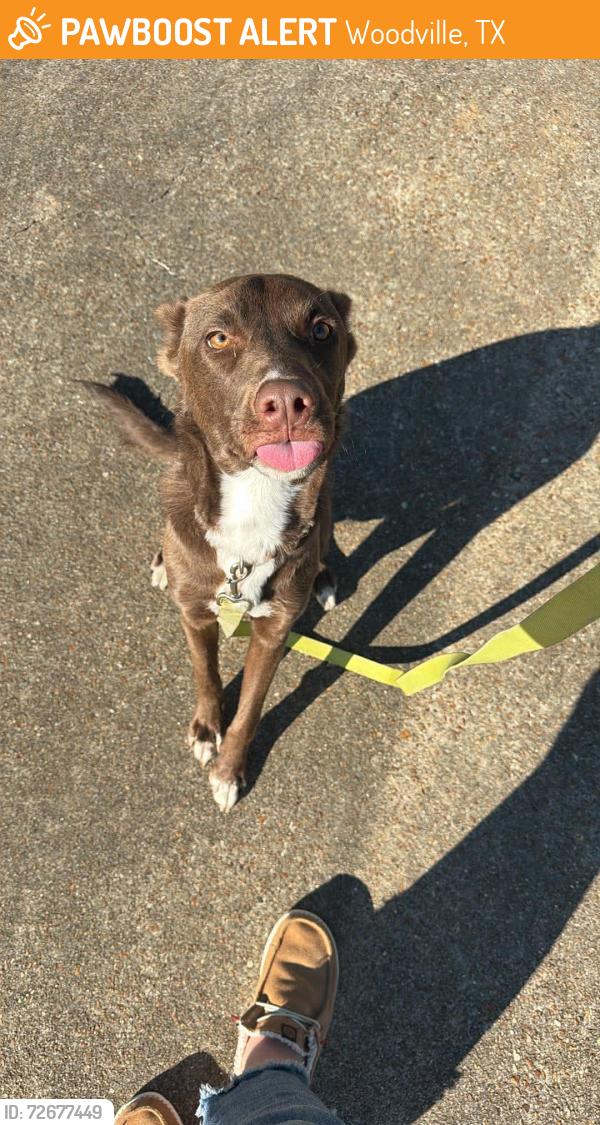 Found/Stray Male Dog last seen County road 1020, Woodville, TX 75979
