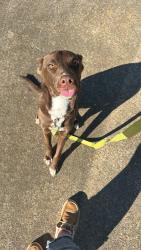 Found/Stray Male Dog last seen County road 1020, Woodville, TX 75979