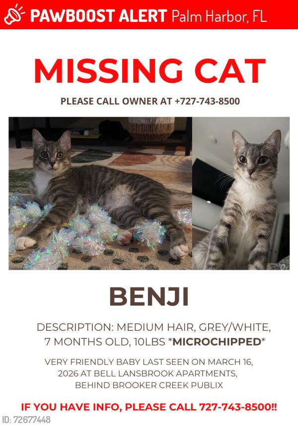 Lost Male Cat last seen Brooker Creek Publix, Palm Harbor, FL 34685