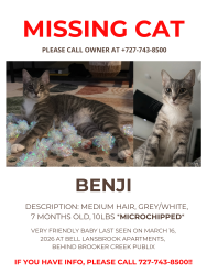 Lost Male Cat last seen Brooker Creek Publix, Palm Harbor, FL 34685
