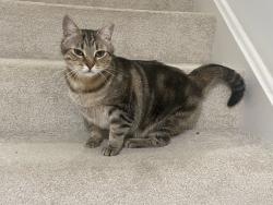 Lost Female Cat last seen Ridgemoor Ln, Grove hill Rd, Mid-lothian Mines park, Midlothian, VA 23114