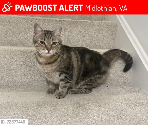 Lost Female Cat last seen Ridgemoor Ln, Grove hill Rd, Mid-lothian Mines park, Midlothian, VA 23114