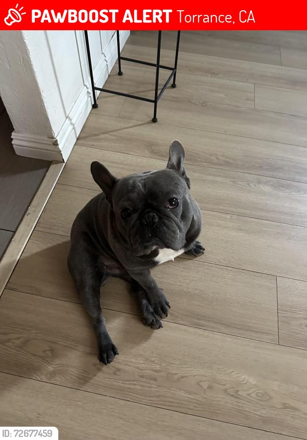 Lost Male Dog last seen torrance blvd , Torrance, CA 90501