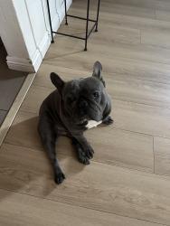 Lost Male Dog last seen torrance blvd , Torrance, CA 90501