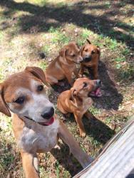 Found/Stray Male Dog last seen Edgewater Dr, Montgomery County, TX 77354