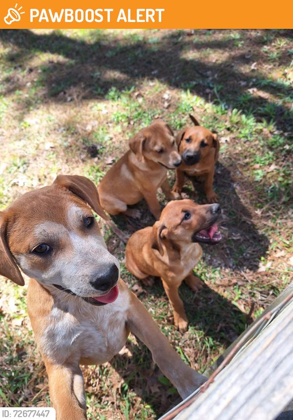 Found/Stray Male Dog last seen Edgewater Dr, Montgomery County, TX 77354