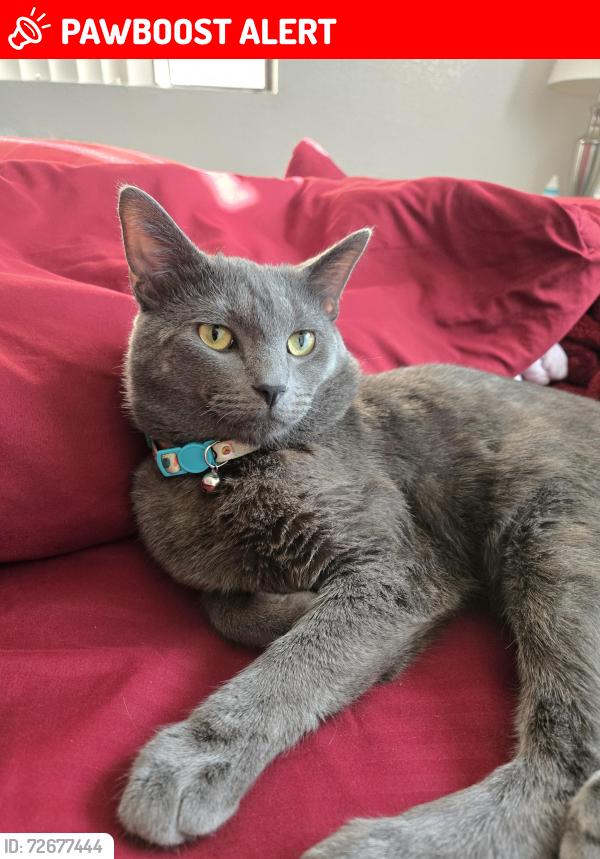 Lost Male Cat last seen Tramway and Indian School, Bernalillo County, NM 87111