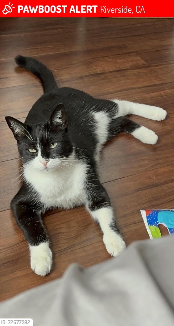 Lost Male Cat last seen Indian hills golf course, Riverside, CA 92509