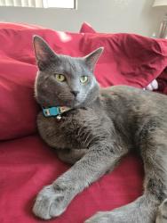 Lost Male Cat last seen Tramway and Indian School, Bernalillo County, NM 87111