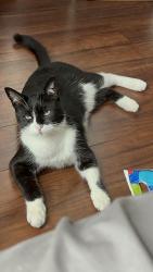Lost Male Cat last seen Indian hills golf course, Riverside, CA 92509