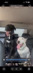 Lost Male Dog last seen Memorial and 33rd St, Tulsa, OK 74145