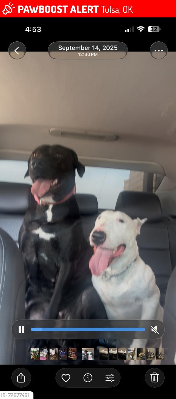 Lost Male Dog last seen Memorial and 33rd St, Tulsa, OK 74145